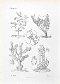 Organographie – Lithographie von Vincenzo Tenore – 1870er Jahre