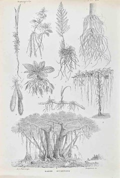 Organographie – Lithographie von Vincenzo Tenore – 1870er Jahre