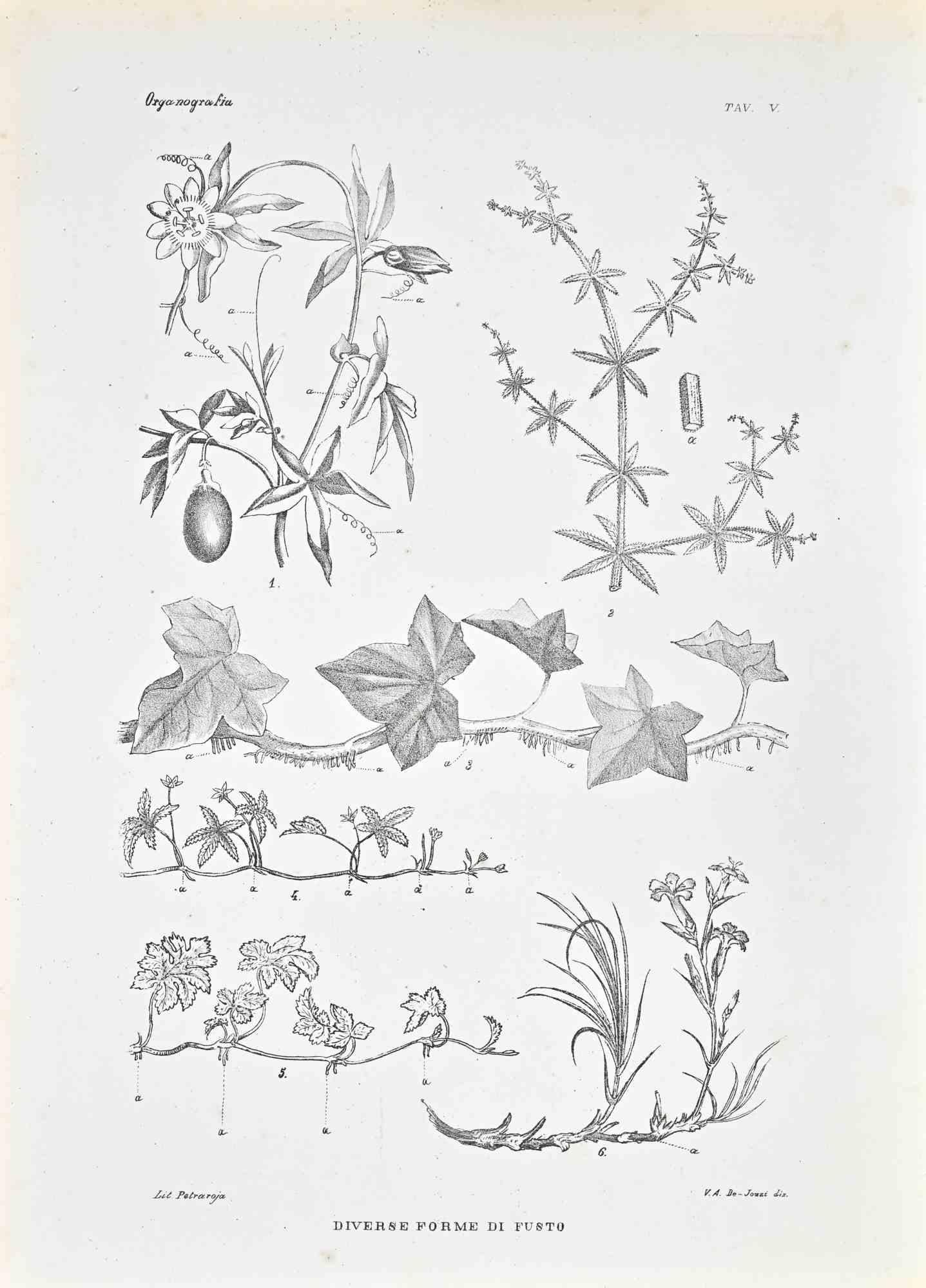 Lithograph.

Belongs to the Series "Atlante di Botanica popolare ossia Illustrazione di Piante Notevoli di ogni famiglia" (Atlas of popular botany or illustration of notable plants of each family), published in Napoli, by Raimondo Petrajola, in