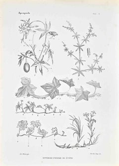 Organographie – Lithographie von Vincenzo Tenore – 1870er Jahre