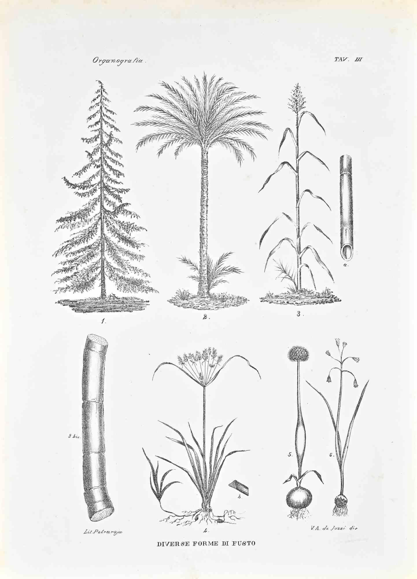 Litografía.

Pertenece a la Serie "Atlante di Botanica popolare ossia Illustrazione di Piante Notevoli di ogni famiglia" (Atlas de botánica popular o ilustración de plantas notables de cada familia), publicada en Nápoles, por Raimondo Petrajola, en