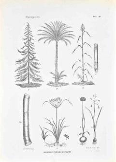 Organographie – Lithographie von Vincenzo Tenore – 1870er Jahre