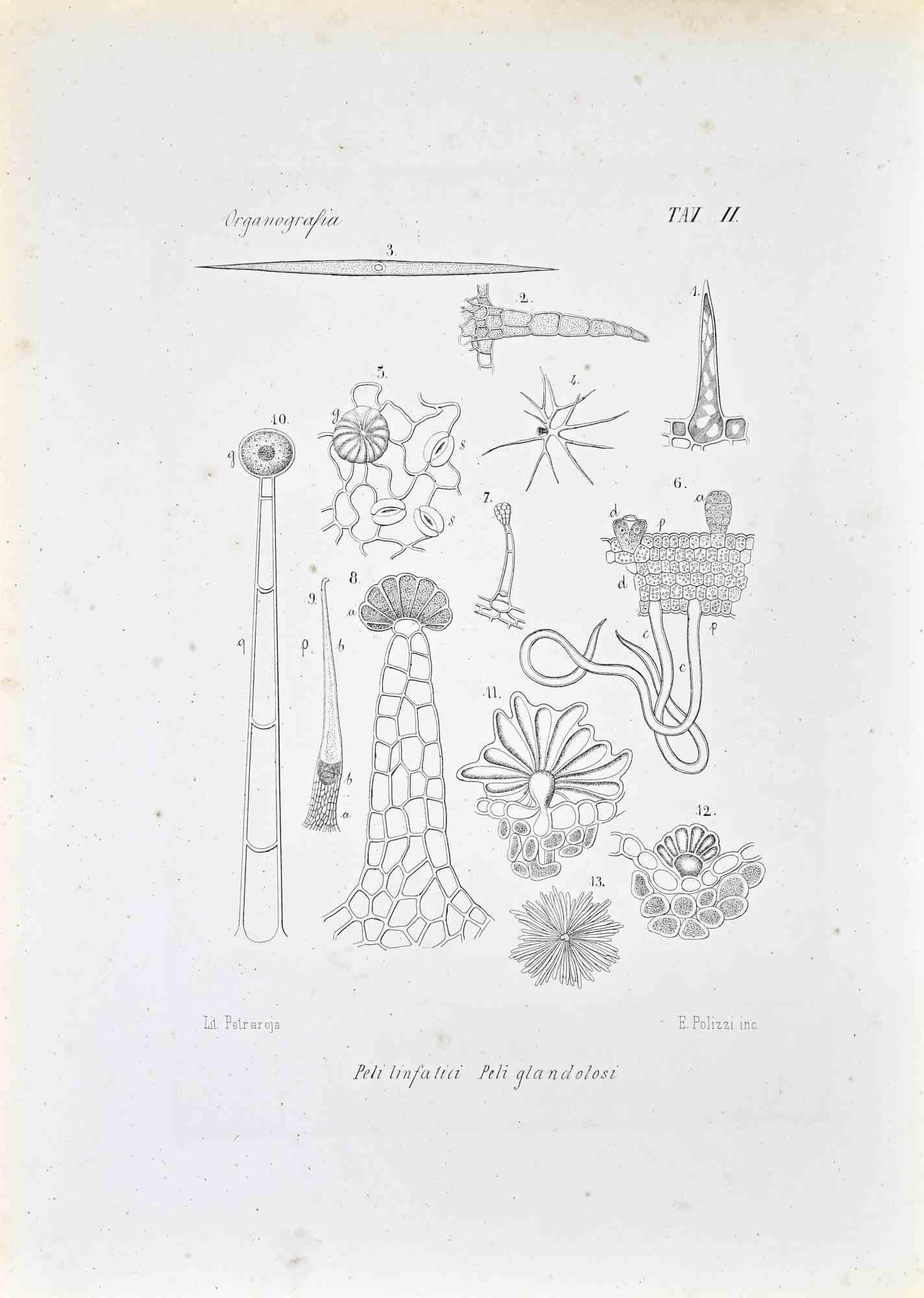 Lithograph.

Belongs to the Series "Atlante di Botanica popolare ossia Illustrazione di Piante Notevoli di ogni famiglia" (Atlas of popular botany or illustration of notable plants of each family), published in Napoli, by Raimondo Petrajola, in