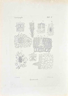 Organography - Lithograph by Vincenzo Tenore - 1870s