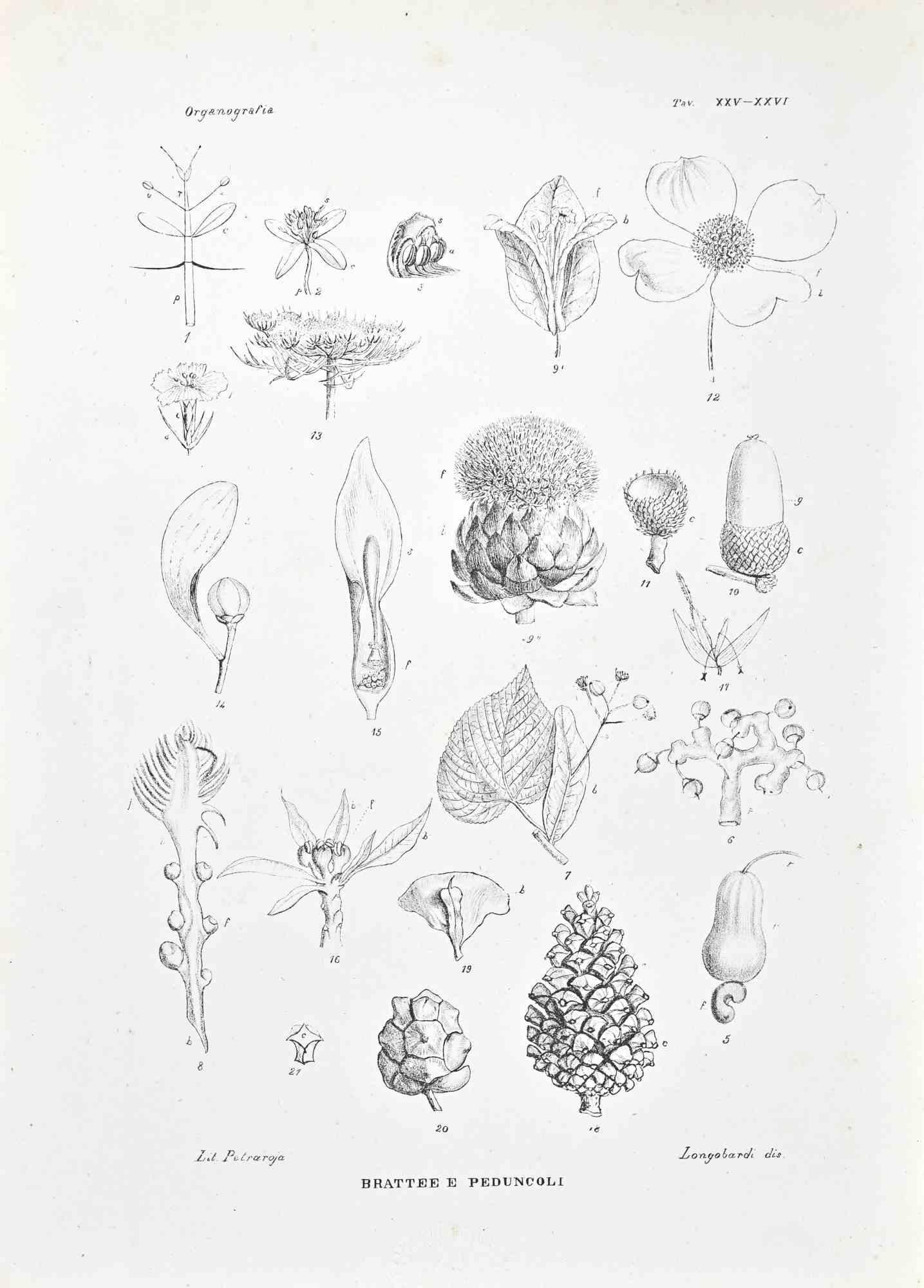 Lithograph.

Plate from "Atlante di Botanica popolare ossia Illustrazione di Piante Notevoli di ogni famiglia" (Atlas of popular botany or illustration of notable plants of each family), published in Napoli, by Raimondo Petrajola, in 1872/76.

This