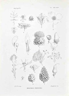 Organography - Lithograph by Vincenzo Tenore - 1870s