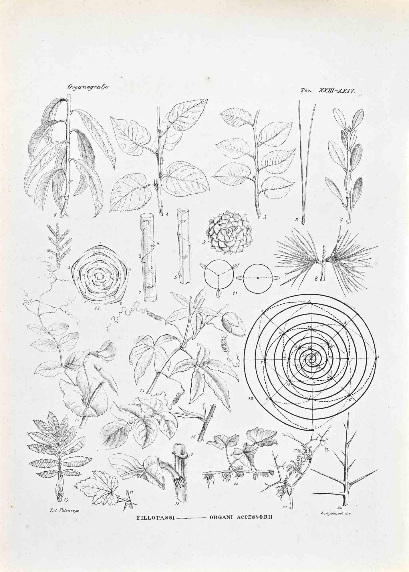 Lithograph.

Plate from "Atlante di Botanica popolare ossia Illustrazione di Piante Notevoli di ogni famiglia" (Atlas of popular botany or illustration of notable plants of each family), published in Napoli, by Raimondo Petrajola, in 1872/76.

This