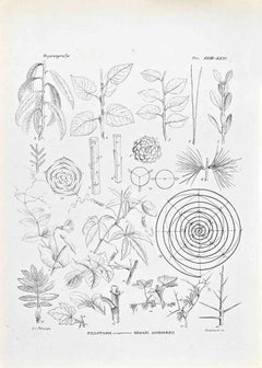 Organography - Lithograph by Vincenzo Tenore - 1870s