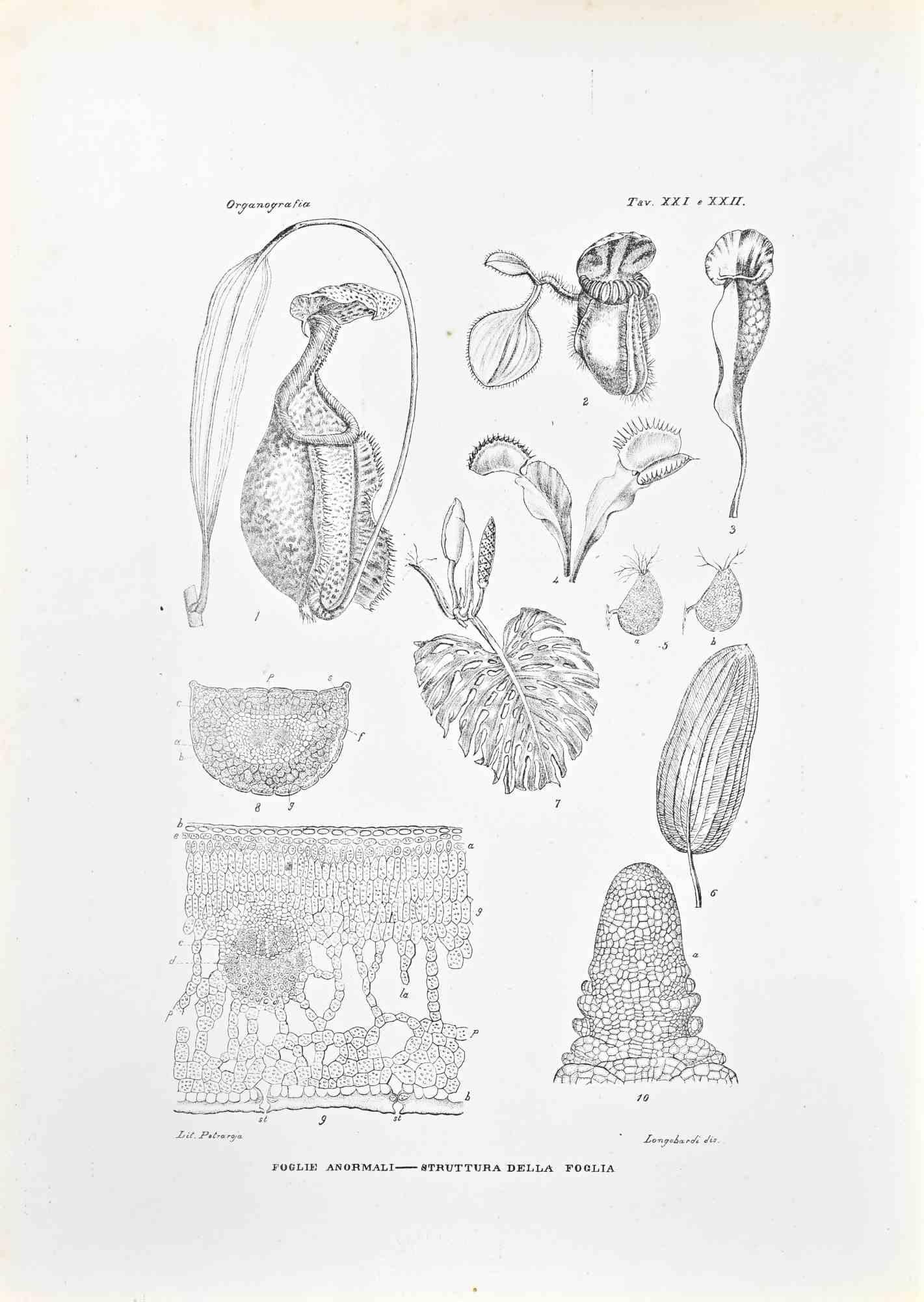 Lithograph.

Plate from "Atlante di Botanica popolare ossia Illustrazione di Piante Notevoli di ogni famiglia" (Atlas of popular botany or illustration of notable plants of each family), published in Napoli, by Raimondo Petrajola, in 1872/76.

This