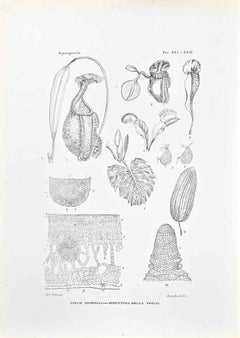 Organography - Lithograph by Vincenzo Tenore - 1870s