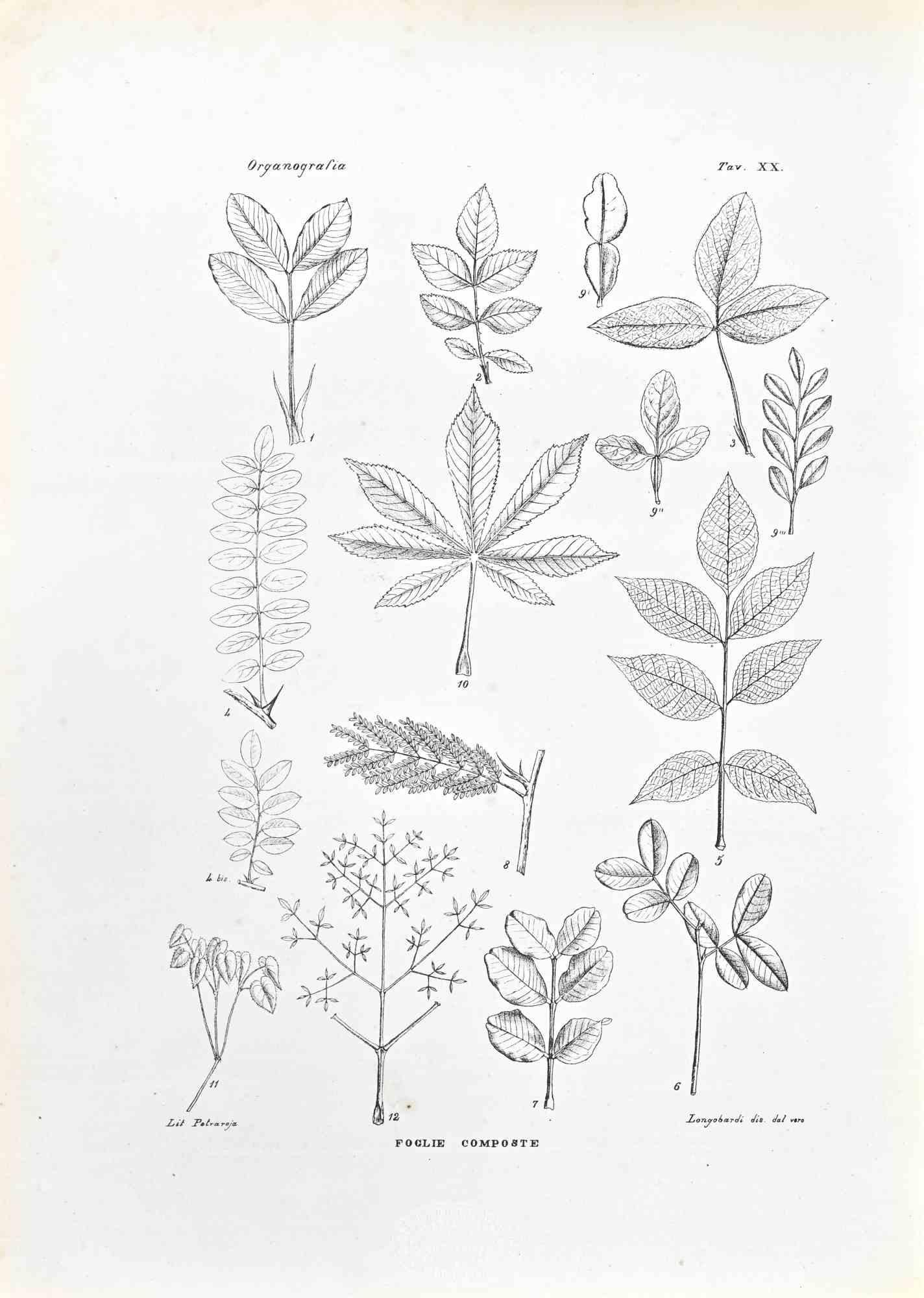 Lithograph.

Plate from "Atlante di Botanica popolare ossia Illustrazione di Piante Notevoli di ogni famiglia" (Atlas of popular botany or illustration of notable plants of each family), published in Napoli, by Raimondo Petrajola, in 1872/76.

This