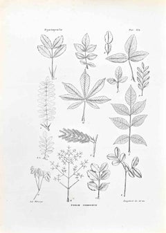 Organography - Lithograph by Vincenzo Tenore - 1870s