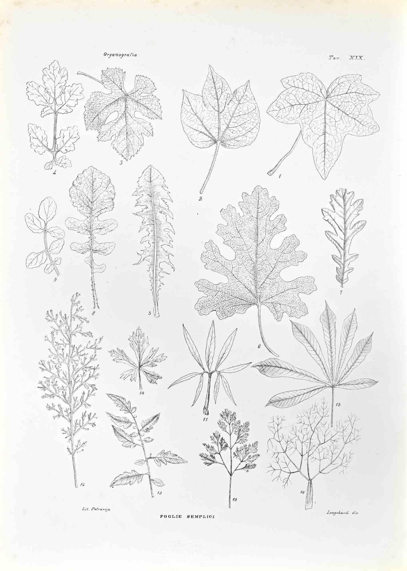 Organography - Lithograph by Vincenzo Tenore - 1870s