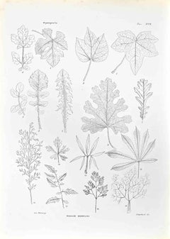 Organography - Lithograph by Vincenzo Tenore - 1870s
