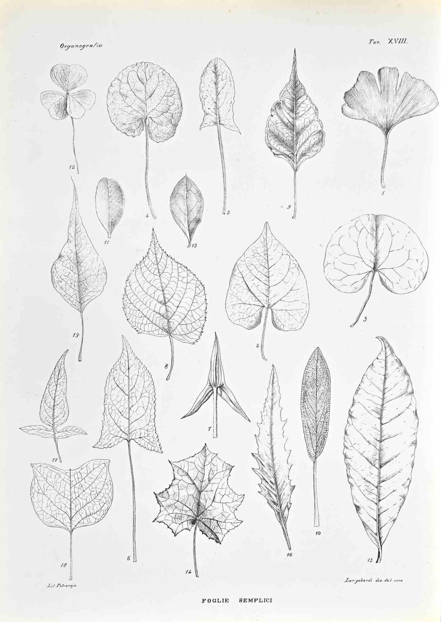 Organography - Lithograph by Vincenzo Tenore - 1870s