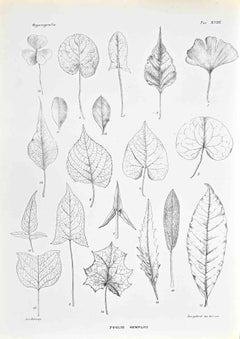 Organography - Lithograph by Vincenzo Tenore - 1870s
