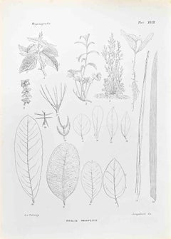 Organography - Lithograph by Vincenzo Tenore - 1870s