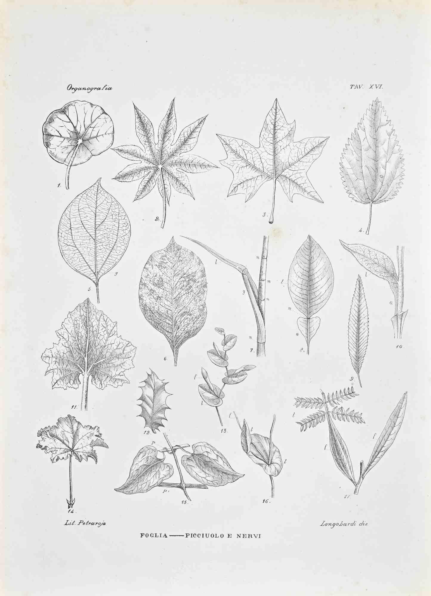 Lithograph.

Plate from "Atlante di Botanica popolare ossia Illustrazione di Piante Notevoli di ogni famiglia" (Atlas of popular botany or illustration of notable plants of each family), published in Napoli, by Raimondo Petrajola, in 1872/76.

This