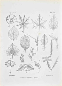 Organography - Lithograph by Vincenzo Tenore - 1870s