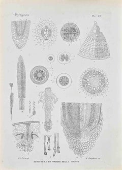 Organography - Lithograph by Vincenzo Tenore - 1870s