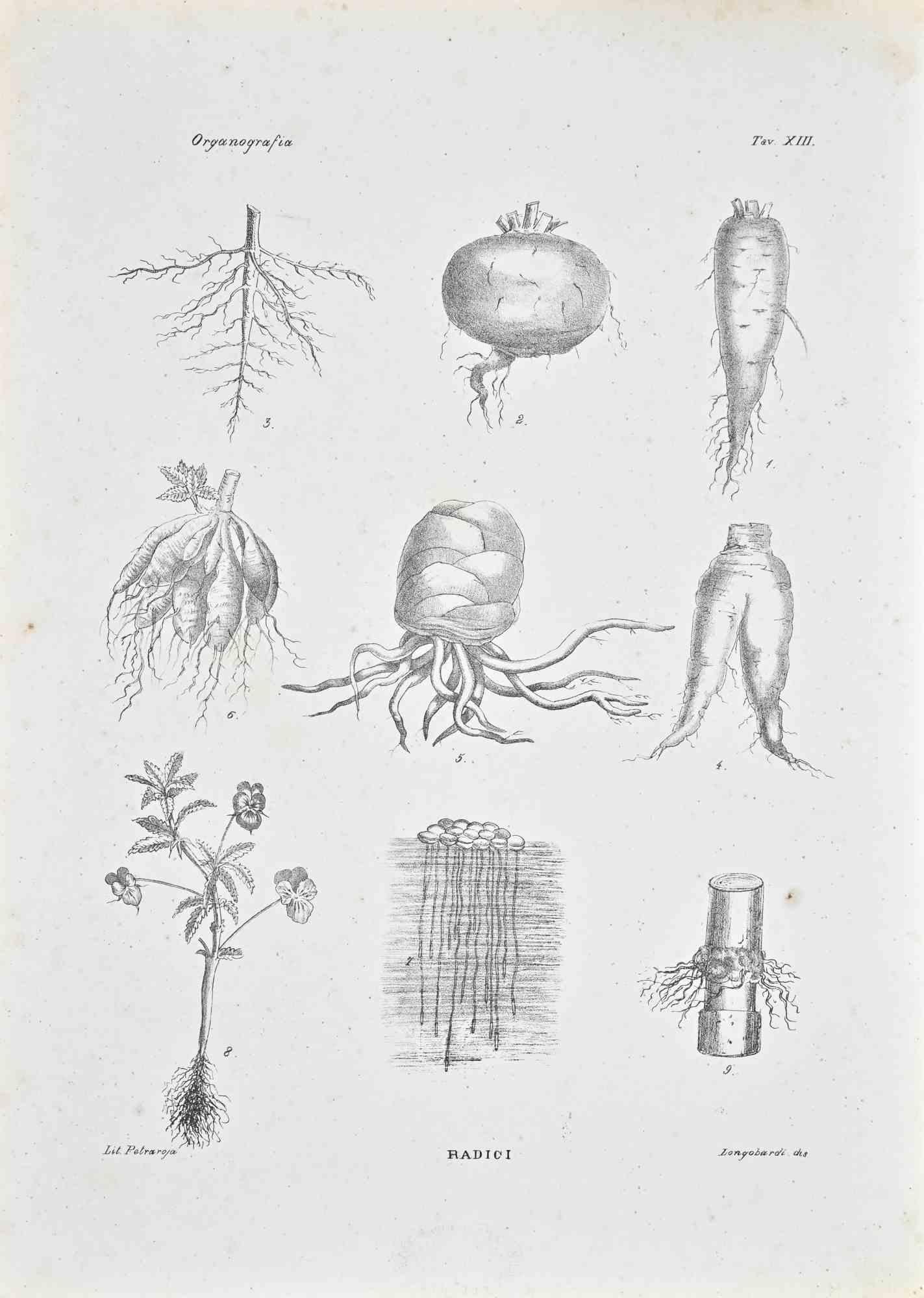 Lithograph.

Plate from "Atlante di Botanica popolare ossia Illustrazione di Piante Notevoli di ogni famiglia" (Atlas of popular botany or illustration of notable plants of each family), published in Napoli, by Raimondo Petrajola, in 1872/76.

This