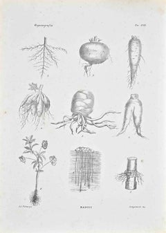 Organography - Lithograph by Vincenzo Tenore - 1870s
