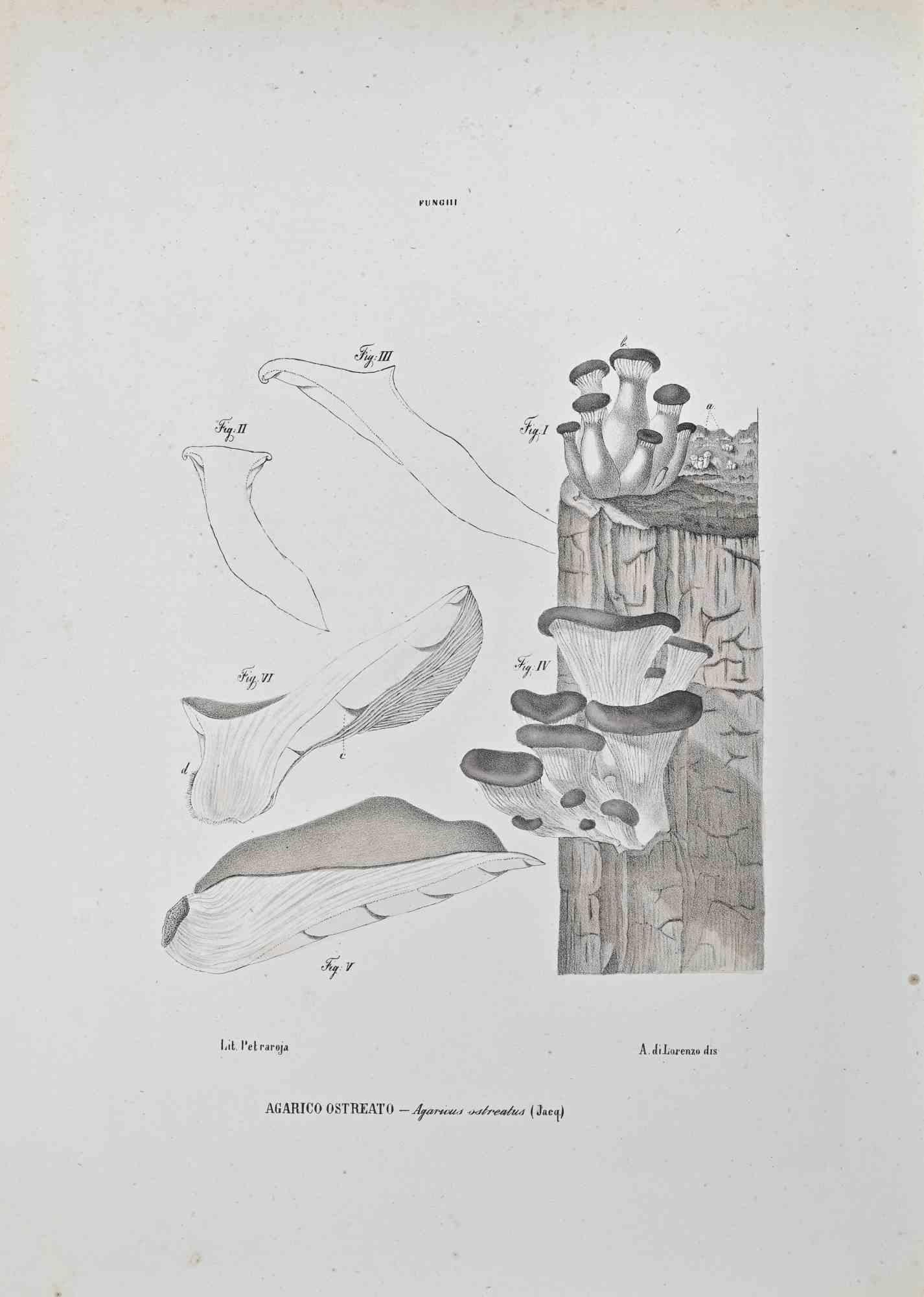 Lithograph hand watercolored.

Belongs to the Series "Atlante di Botanica popolare ossia Illustrazione di Piante Notevoli di ogni famiglia" (Atlas of popular botany or illustration of notable plants of each family), published in Napoli, by Raimondo