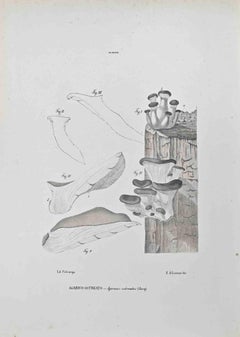 Antique Ostreate Agaric - Lithograph by Vincenzo Tenore - 1870s