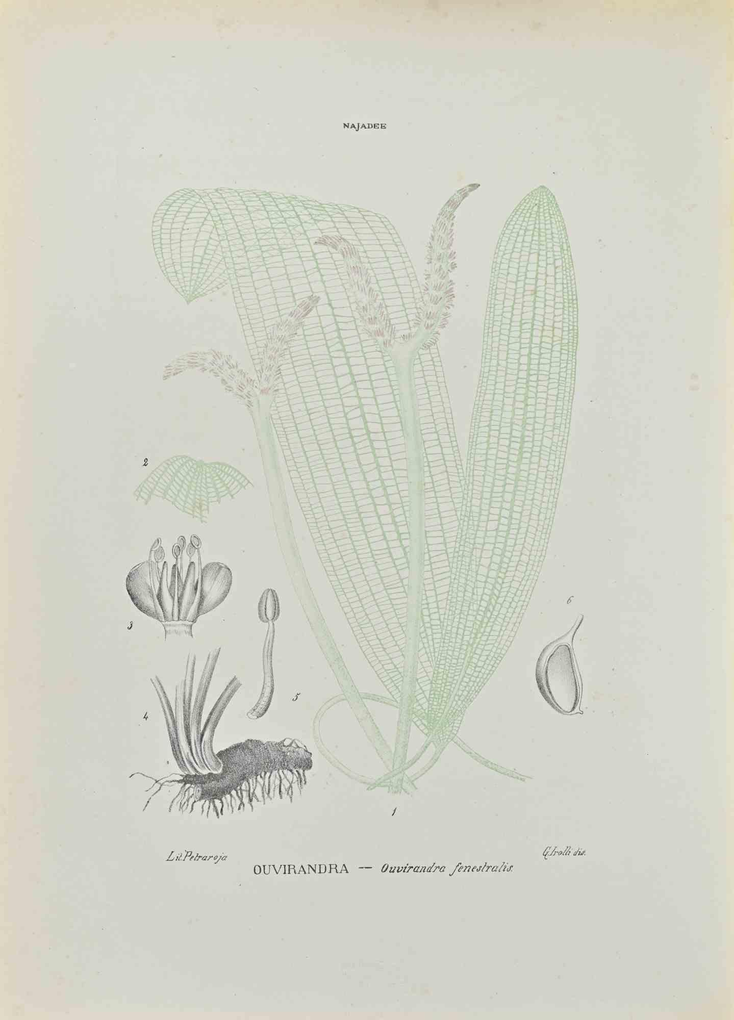 Lithograph hand watercolored.

Belongs to the Series "Atlante di Botanica popolare ossia Illustrazione di Piante Notevoli di ogni famiglia" (Atlas of popular botany or illustration of notable plants of each family), published in Napoli, by Raimondo