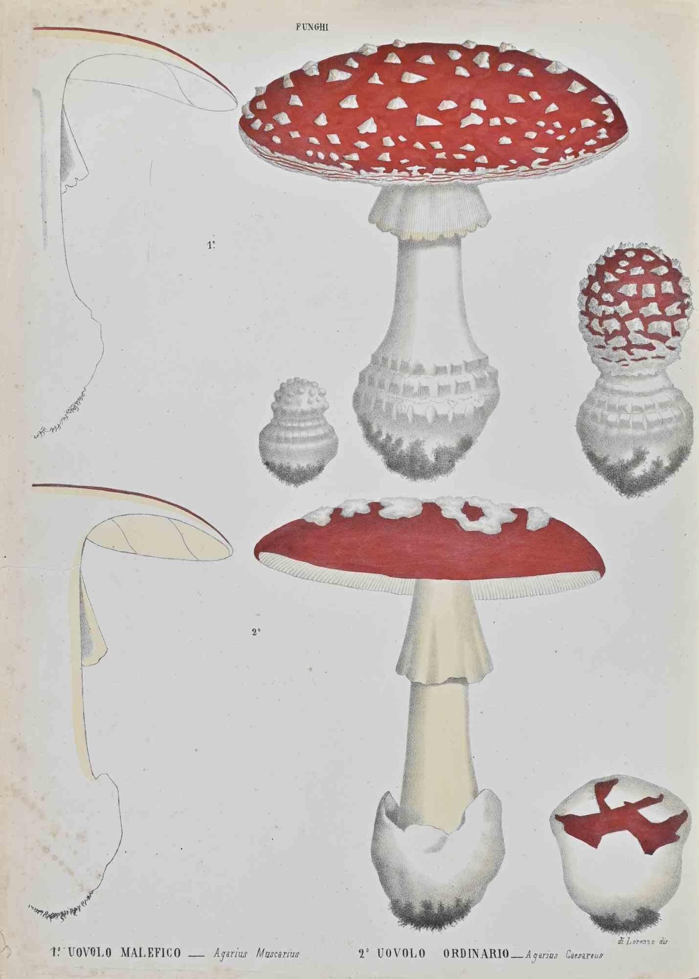Lithograph hand watercolored.

Belongs to the Series "Atlante di Botanica popolare ossia Illustrazione di Piante Notevoli di ogni famiglia" (Atlas of popular botany or illustration of notable plants of each family), published in Napoli, by Raimondo