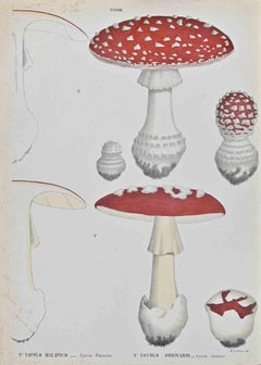 Ovolo Mushroom - Lithograph by Vincenzo Tenore - 1870s