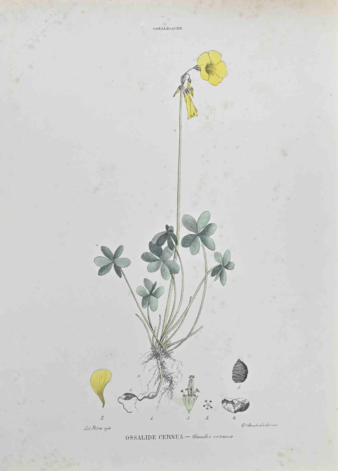 Lithographie von Hand aquarelliert.

Gehört zur Reihe "Atlante di Botanica popolare ossia Illustrazione di Piante Notevoli di ogni famiglia" (Atlas der volkstümlichen Botanik oder Illustration bemerkenswerter Pflanzen jeder Familie), veröffentlicht