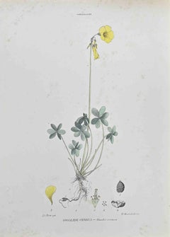 Oxalis Cernua - Lithograph by Vincenzo Tenore - 1870s