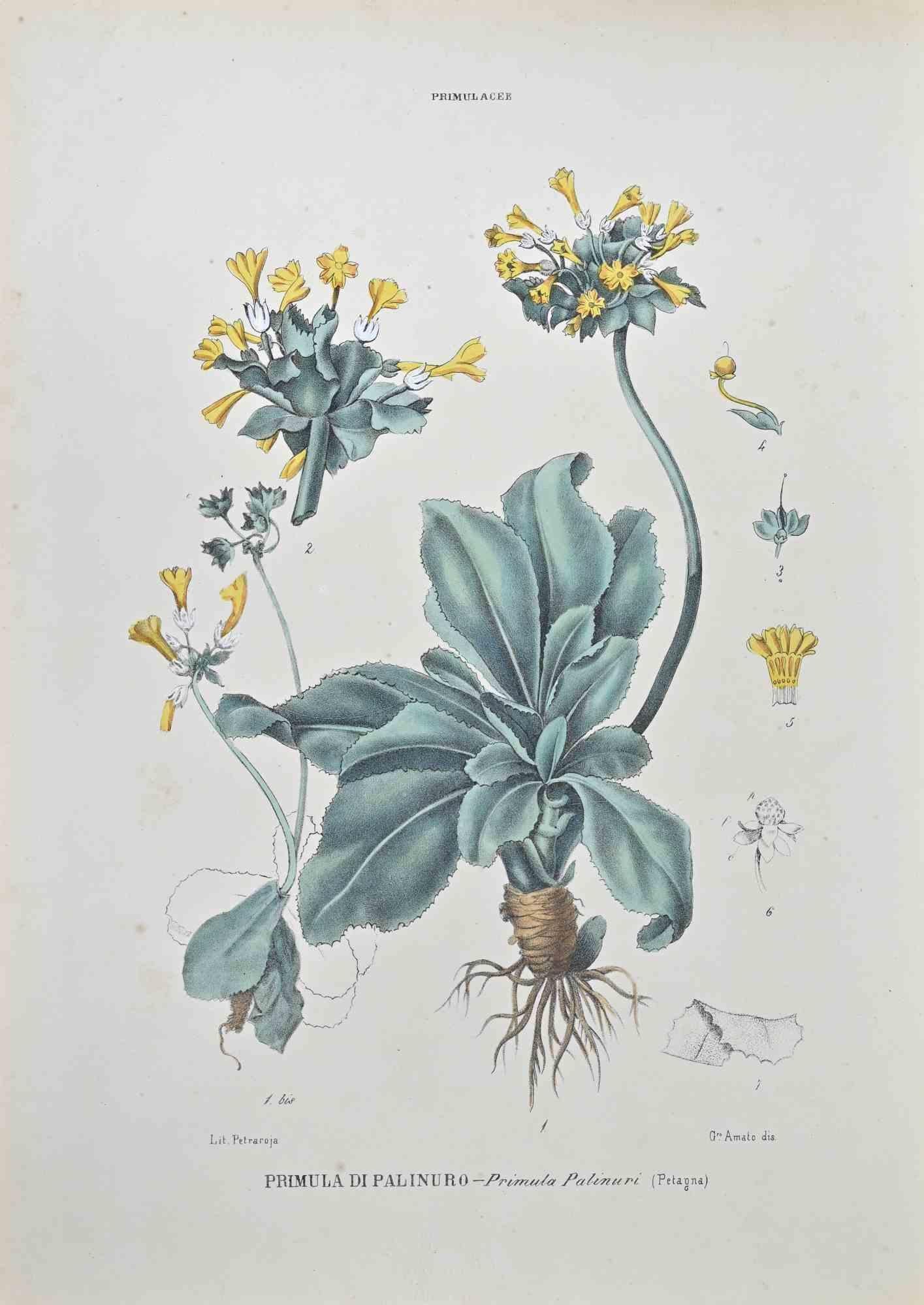 Lithographie von Hand aquarelliert.

Gehört zur Reihe "Atlante di Botanica popolare ossia Illustrazione di Piante Notevoli di ogni famiglia" (Atlas der volkstümlichen Botanik oder Illustration bemerkenswerter Pflanzen jeder Familie), veröffentlicht