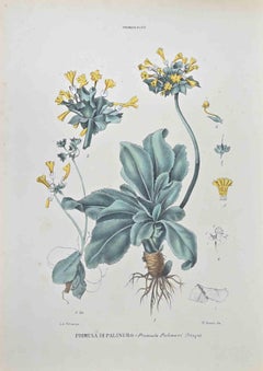 Palinuro Primrose - Lithograph by Vincenzo Tenore - 1870s