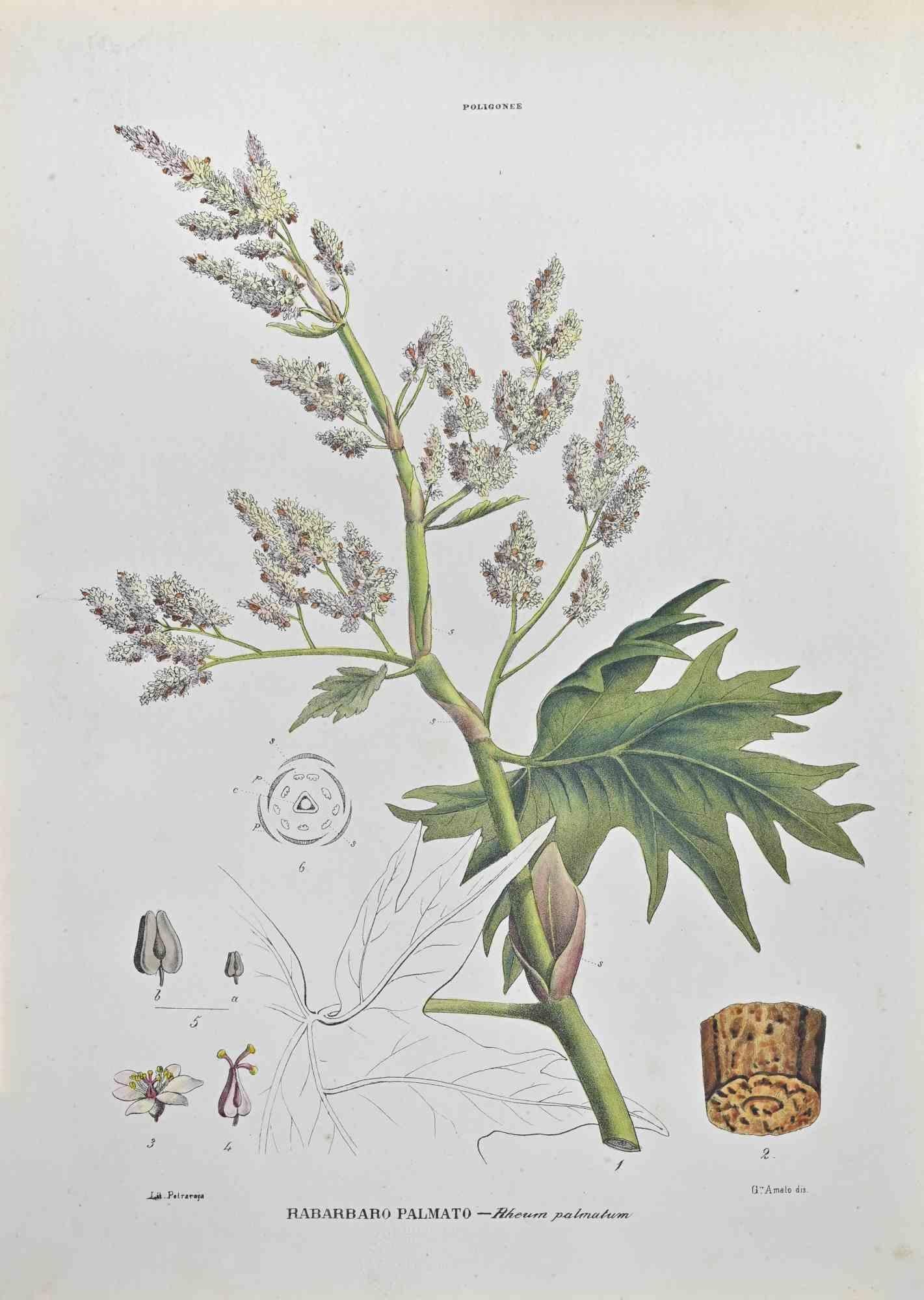 Lithograph hand watercolored.

Belongs to the Series "Atlante di Botanica popolare ossia Illustrazione di Piante Notevoli di ogni famiglia" (Atlas of popular botany or illustration of notable plants of each family), published in Napoli, by Raimondo