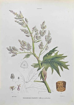 Palmate Rhubarb - Lithograph by Vincenzo Tenore - 1870s