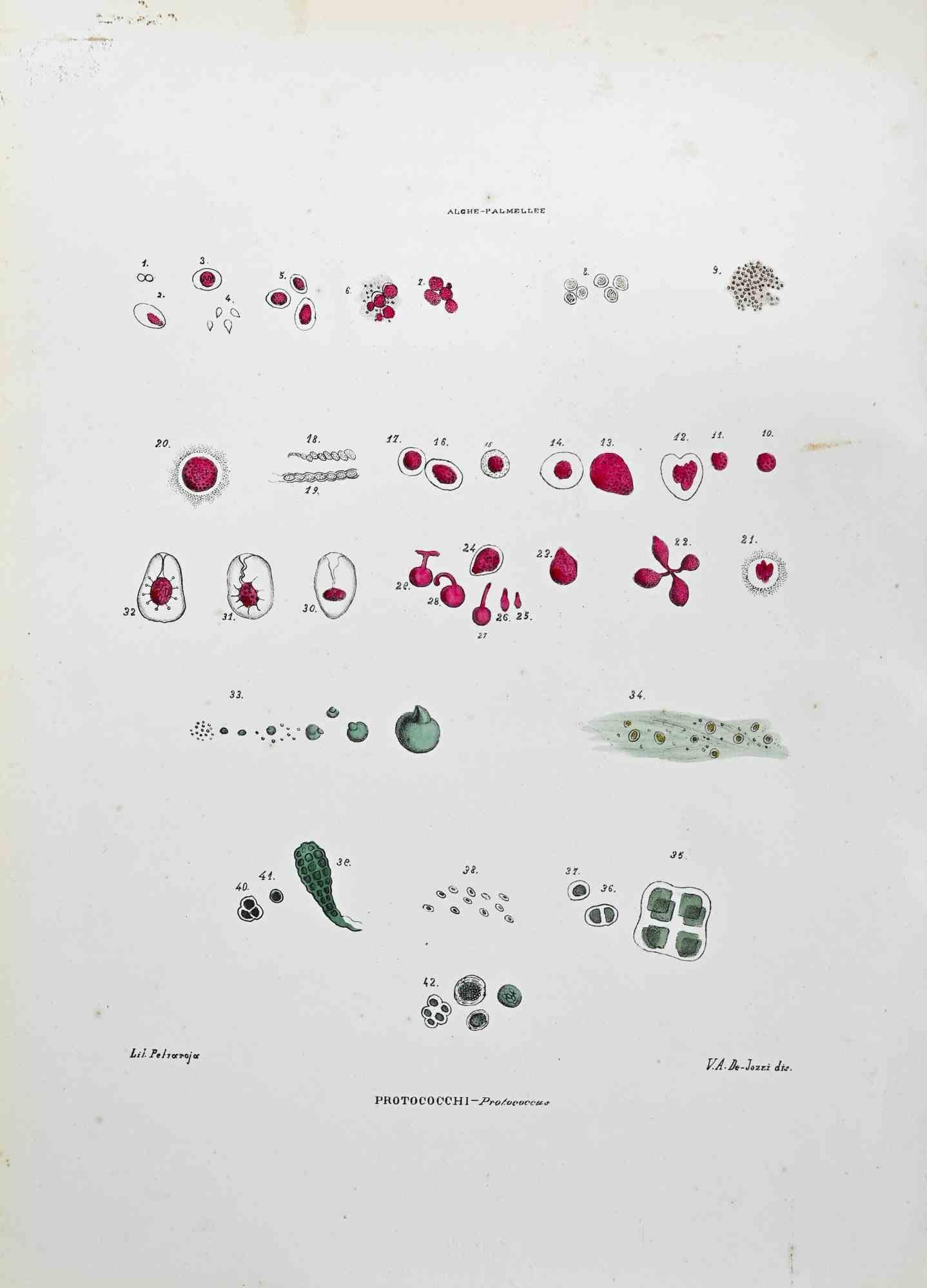 Lithograph hand watercolored.

Plate from "Atlante di Botanica popolare ossia Illustrazione di Piante Notevoli di ogni famiglia" (Atlas of popular botany or illustration of notable plants of each family), published in Napoli, by Raimondo Petrajola,