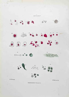 Palmellee Algae – Lithographie von Vincenzo Tenore – 1870er Jahre