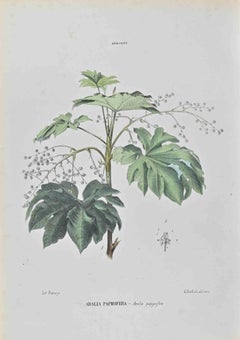 Papyrus Abalia – Lithographie von Vincenzo Tenore – 1870er Jahre