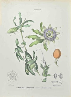 Passion Flower - Lithograph by Vincenzo Tenore - 1870s