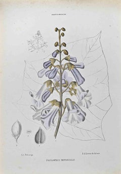 Paulownia Imperialis - Lithograph by Vincenzo Tenore - 1870s