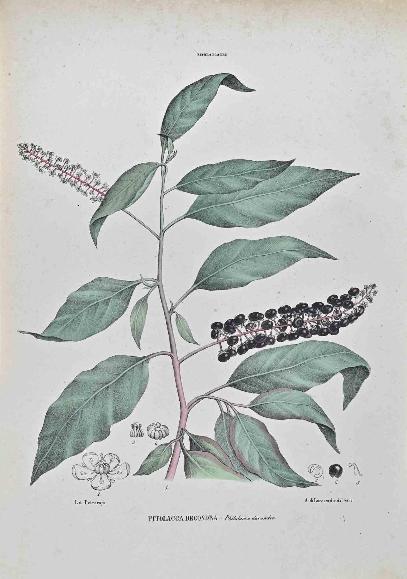 Lithographie aquarellée à la main.

Appartient à la série "Atlante di Botanica popolare ossia Illustrazione di Piante Notevoli di ogni famiglia" (Atlas de botanique populaire ou illustration des plantes remarquables de chaque famille), publiée à