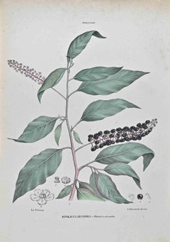 Phytolacca Decandra - Litografia di Vincenzo Tenore - Anni '70 del XIX secolo