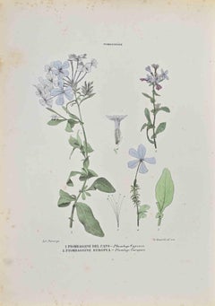 Piombagginae – Lithographie von Vincenzo Tenore – 1870er Jahre