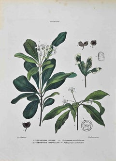 Pittosporeae  - Lithographie von Vincenzo Tenore - 1870er Jahre