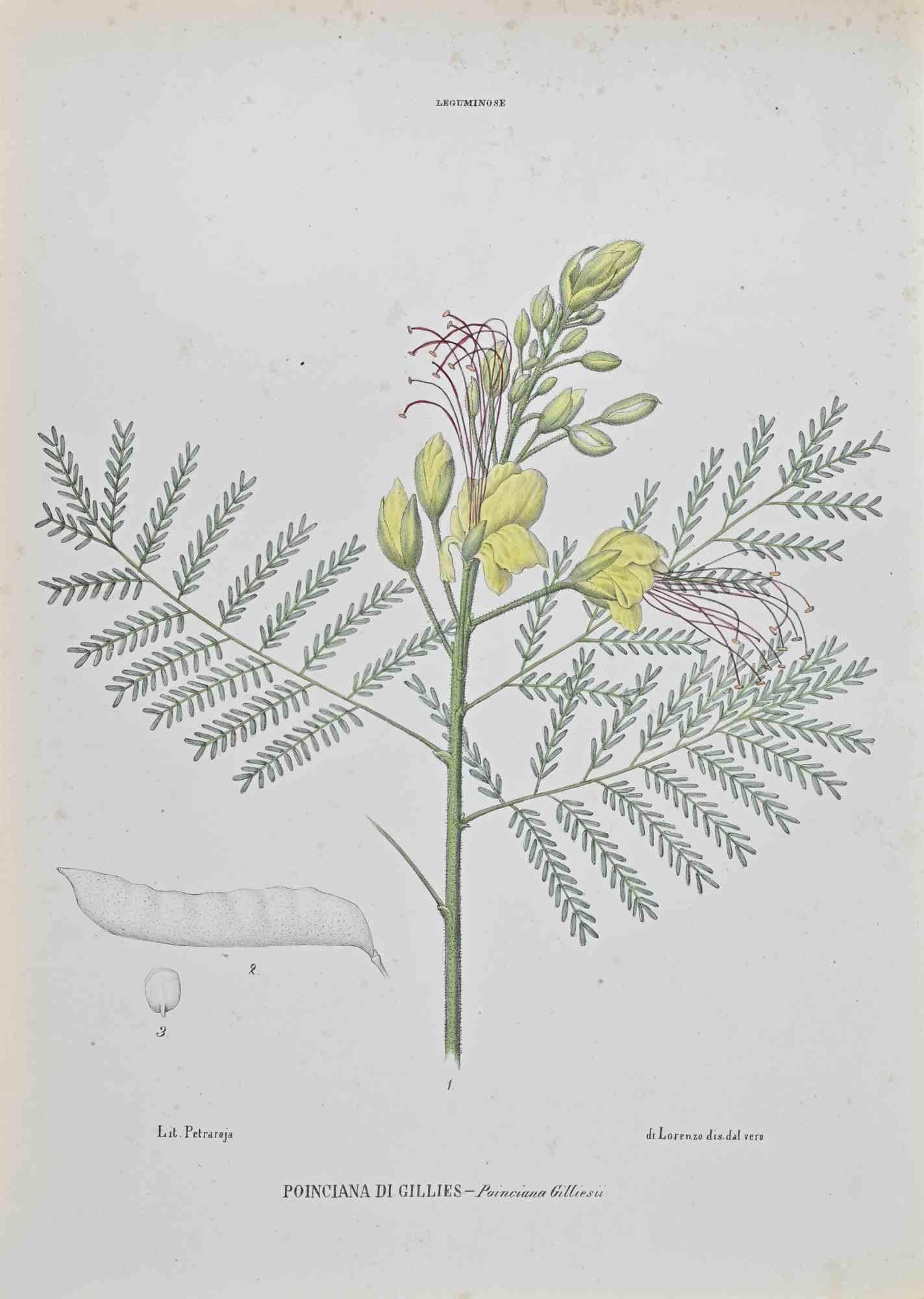 Lithograph hand watercolored.

Belongs to the Series "Atlante di Botanica popolare ossia Illustrazione di Piante Notevoli di ogni famiglia" (Atlas of popular botany or illustration of notable plants of each family), published in Napoli, by Raimondo