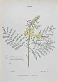 Antique Poinciana di Gillies - Lithograph by Vincenzo Tenore - 1870s
