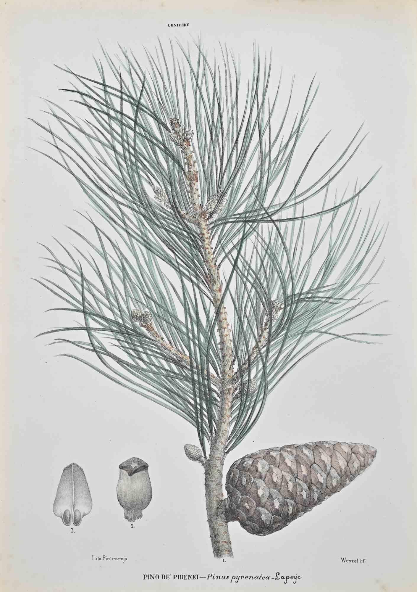 Lithograph hand watercolored.

Belongs to the Series "Atlante di Botanica popolare ossia Illustrazione di Piante Notevoli di ogni famiglia" (Atlas of popular botany or illustration of notable plants of each family), published in Napoli, by Raimondo