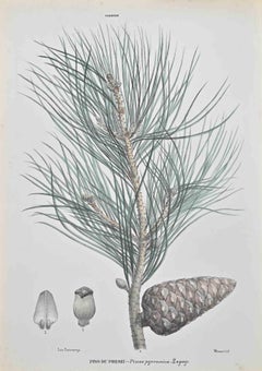 Antique Pyrenean Pine - Lithograph by Vincenzo Tenore - 1870s